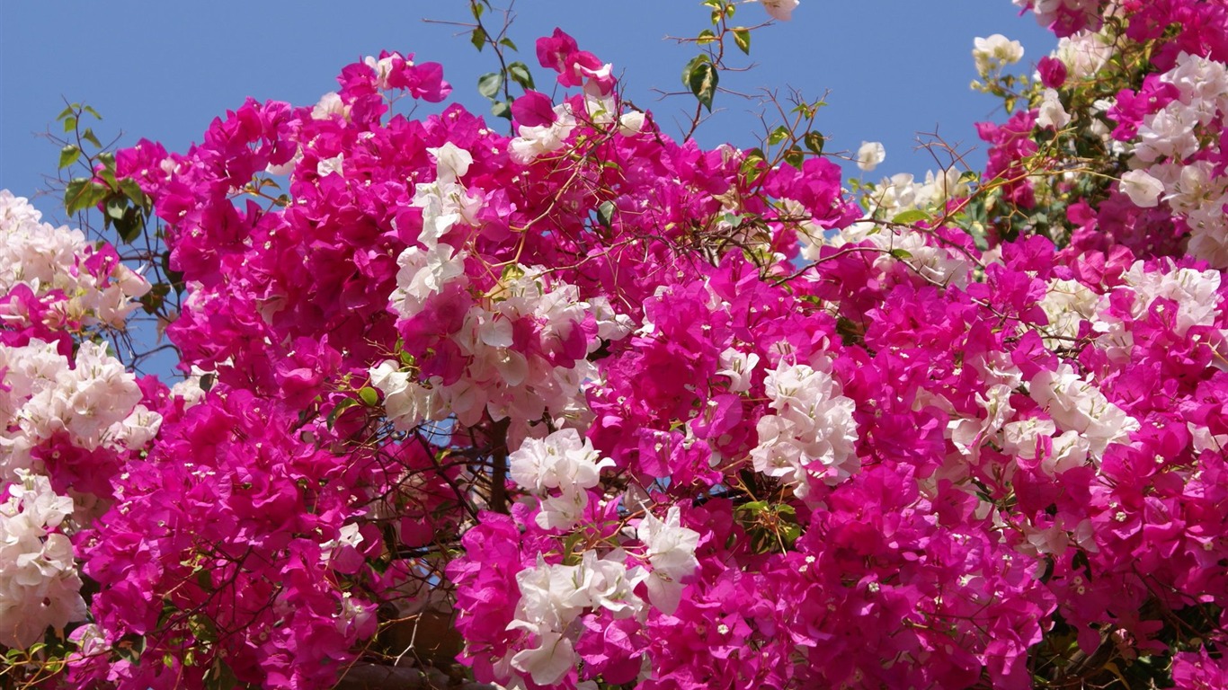 寬屏鮮花特寫 壁紙(24) #6 - 1366x768
