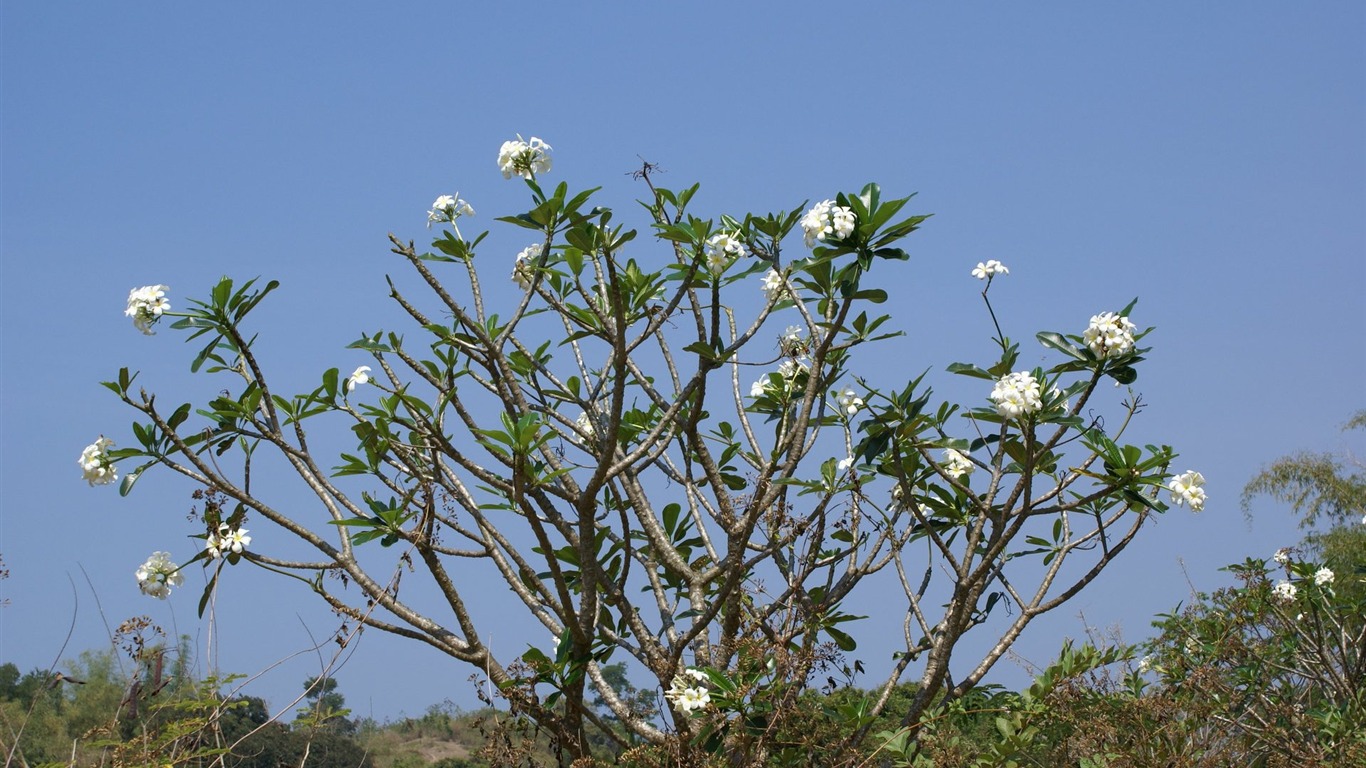 Widescreen wallpaper flowers close-up (24) #7 - 1366x768