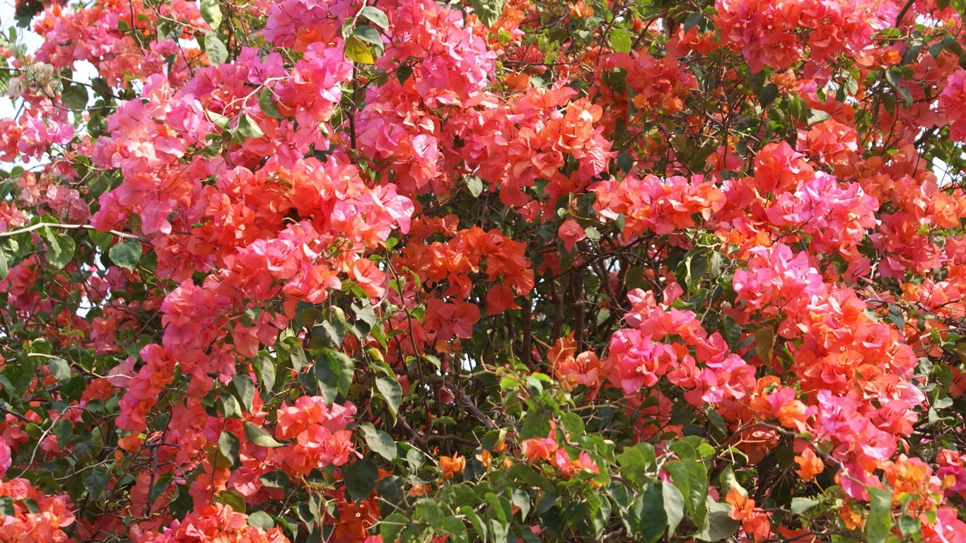 宽屏鲜花特写 壁纸(24)13 - 1366x768