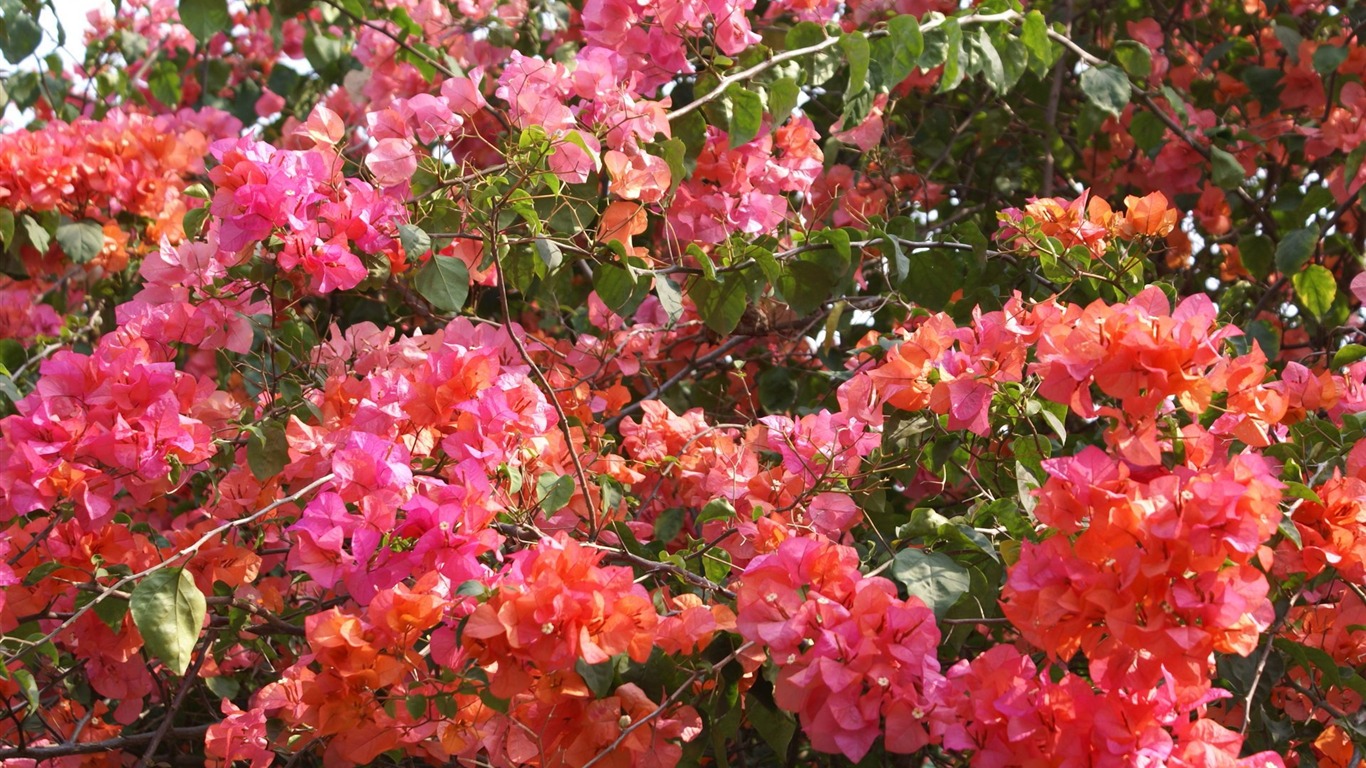 寬屏鮮花特寫 壁紙(24) #14 - 1366x768