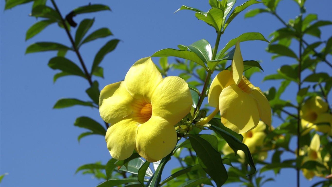 宽屏鲜花特写 壁纸(24)15 - 1366x768