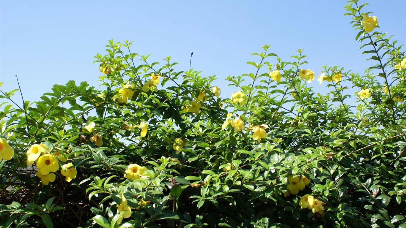 宽屏鲜花特写 壁纸(24)16 - 1366x768