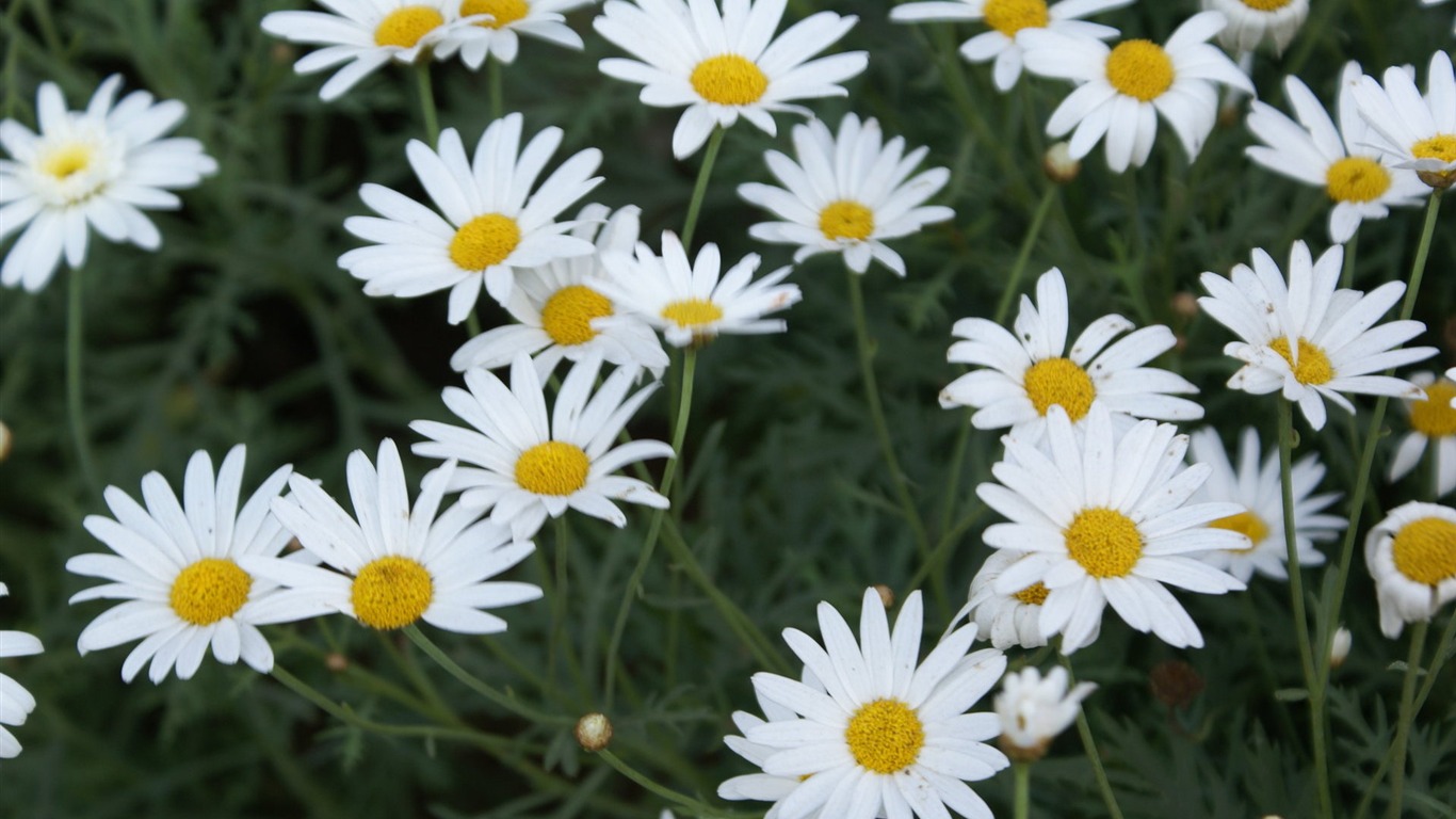 Widescreen wallpaper flowers close-up (24) #18 - 1366x768