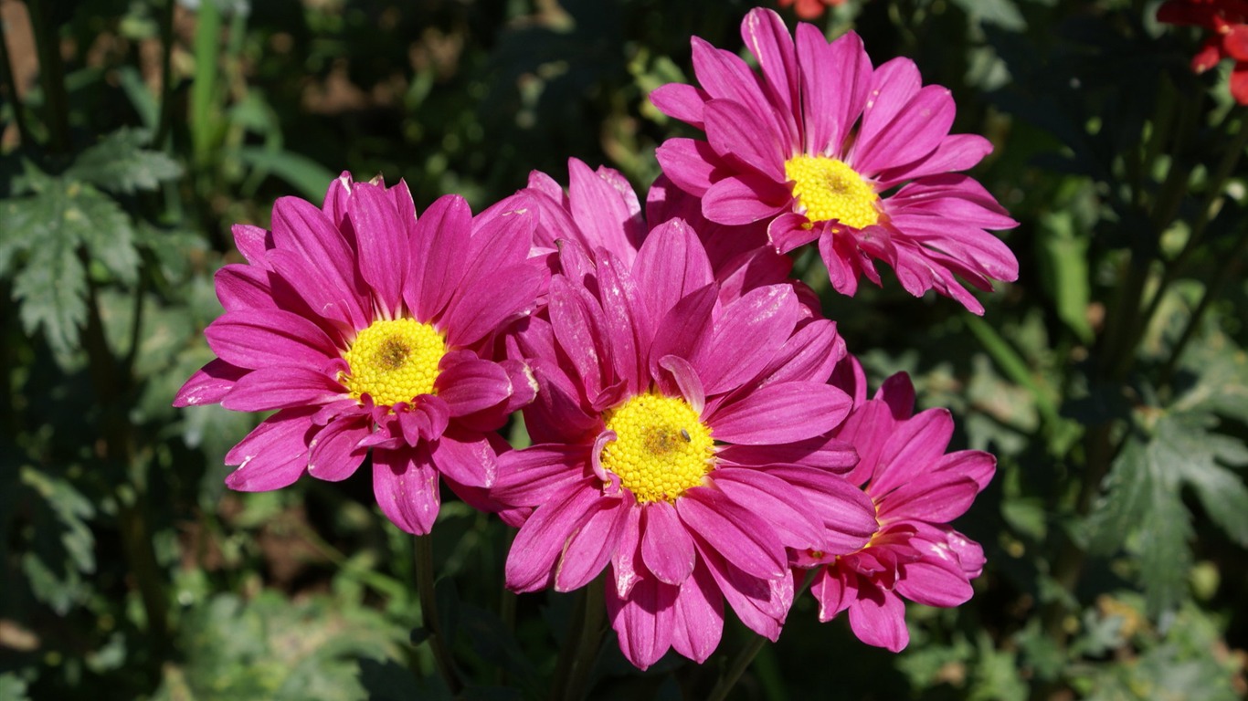 宽屏鲜花特写 壁纸(25)1 - 1366x768