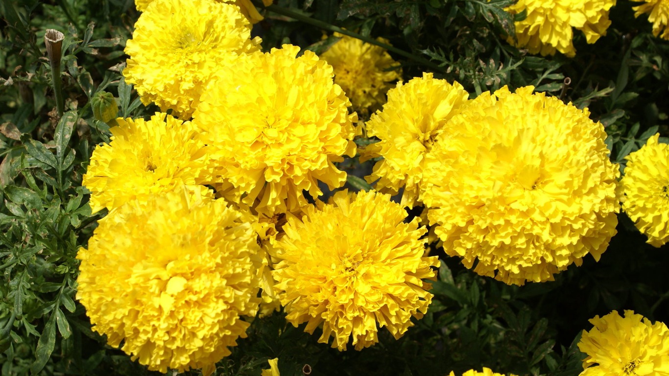 Widescreen wallpaper flowers close-up (25) #2 - 1366x768