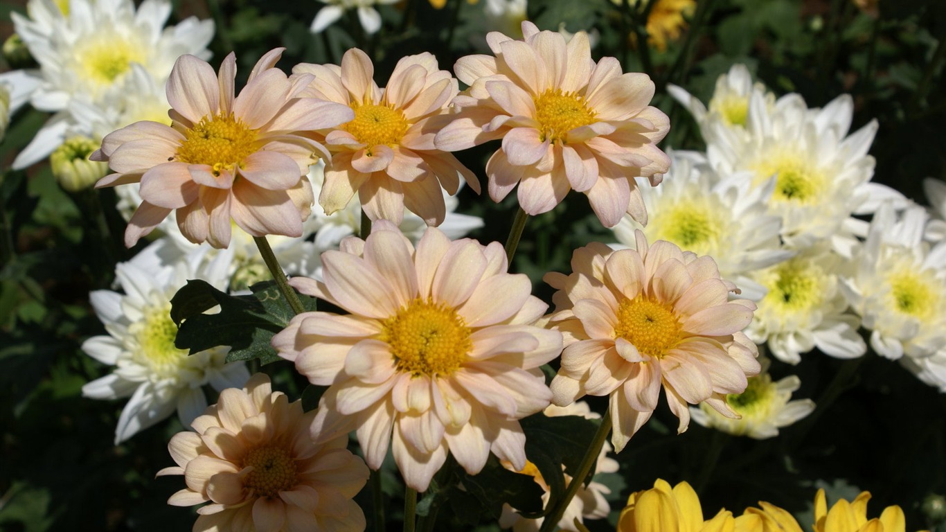 Širokoúhlý tapety květiny close-up (25) #6 - 1366x768