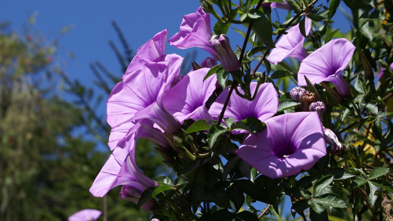 宽屏鲜花特写 壁纸(25)16 - 1366x768