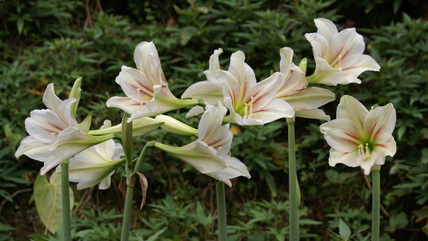 宽屏鲜花特写 壁纸(25)17 - 1366x768