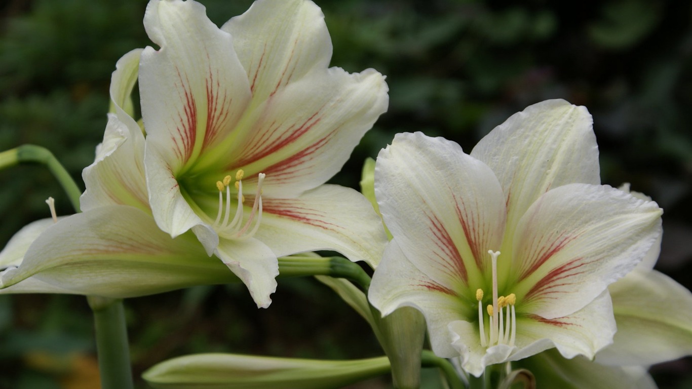 宽屏鲜花特写 壁纸(25)18 - 1366x768