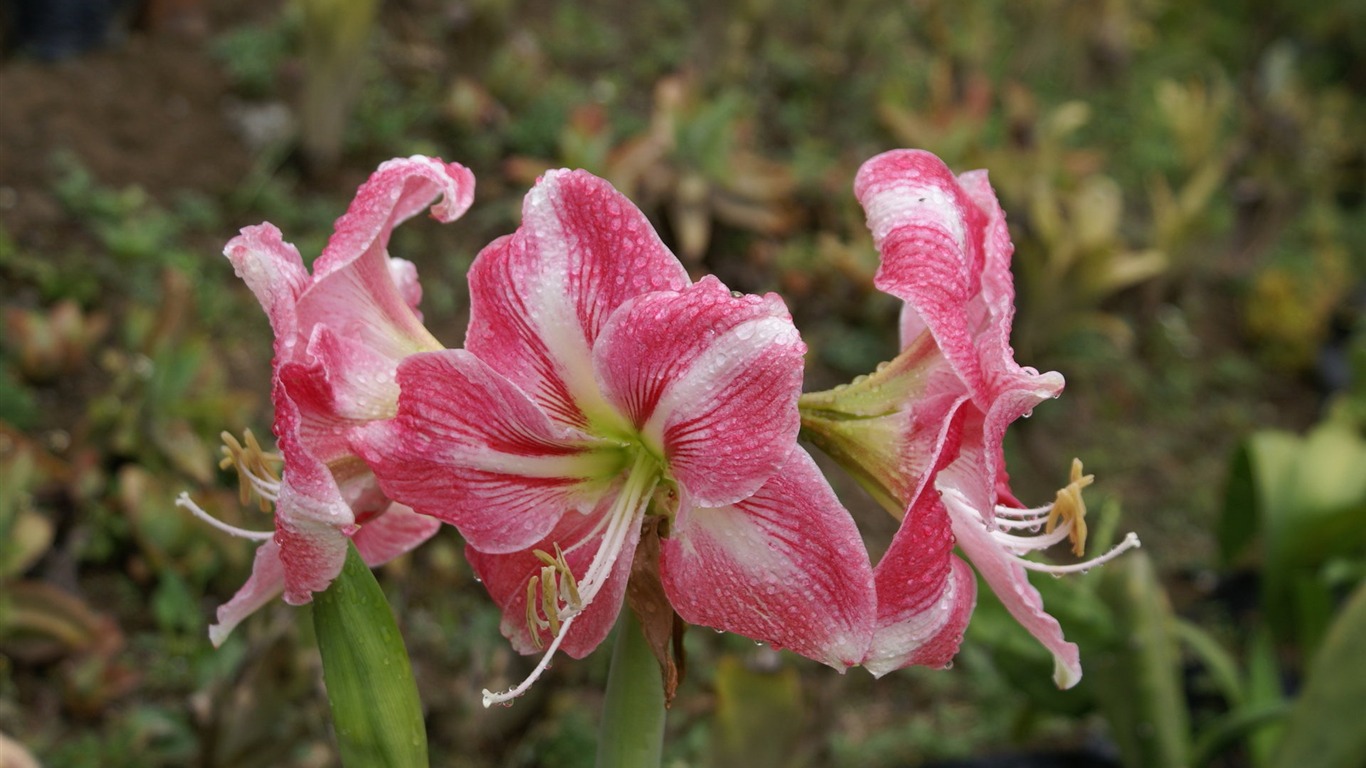 宽屏鲜花特写 壁纸(25)19 - 1366x768