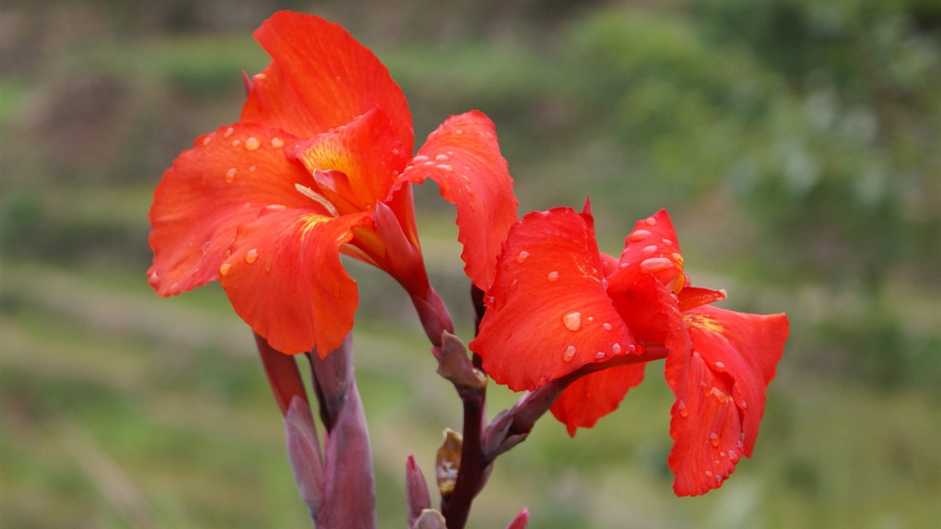 Widescreen wallpaper flowers close-up (25) #20 - 1366x768