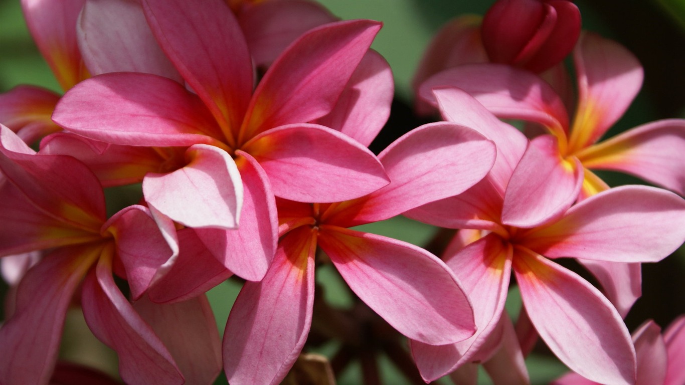 Widescreen wallpaper flowers close-up (26) #1 - 1366x768