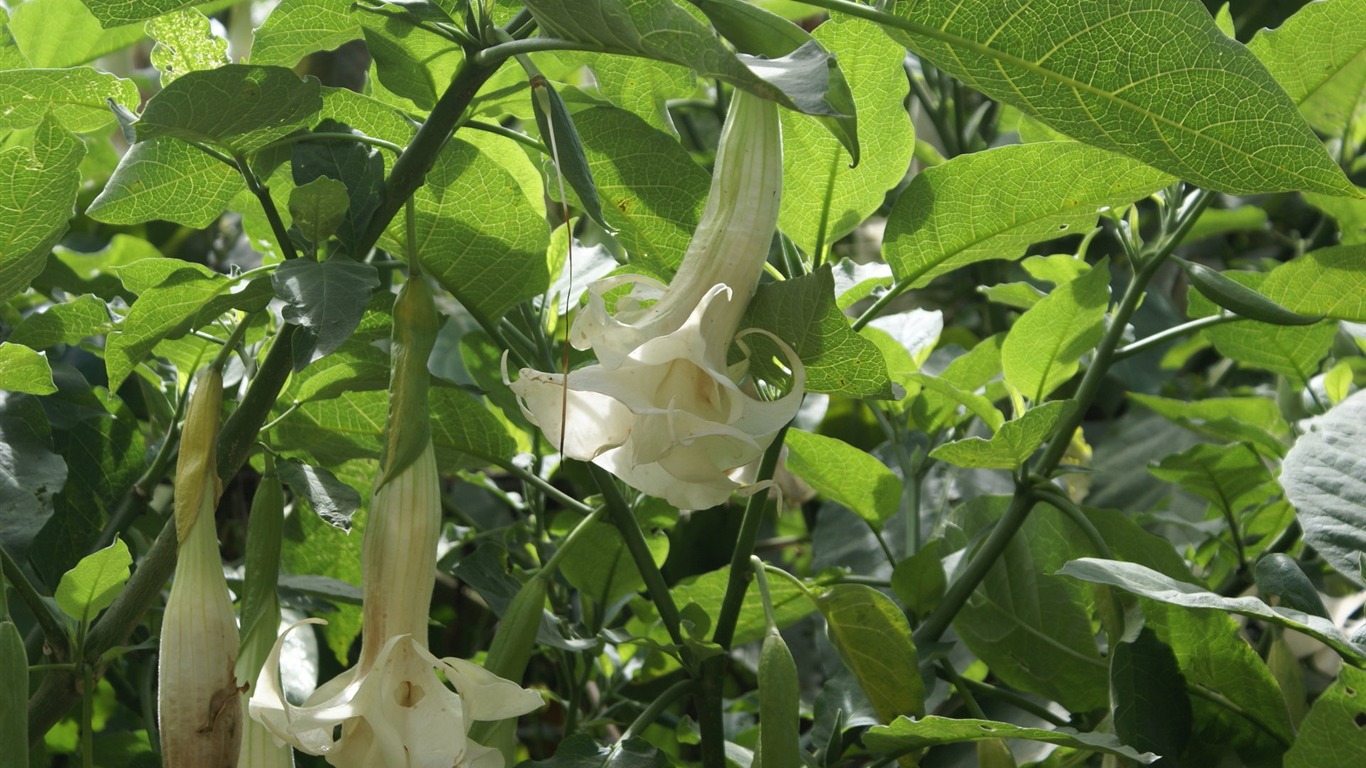 宽屏鲜花特写 壁纸(26)3 - 1366x768