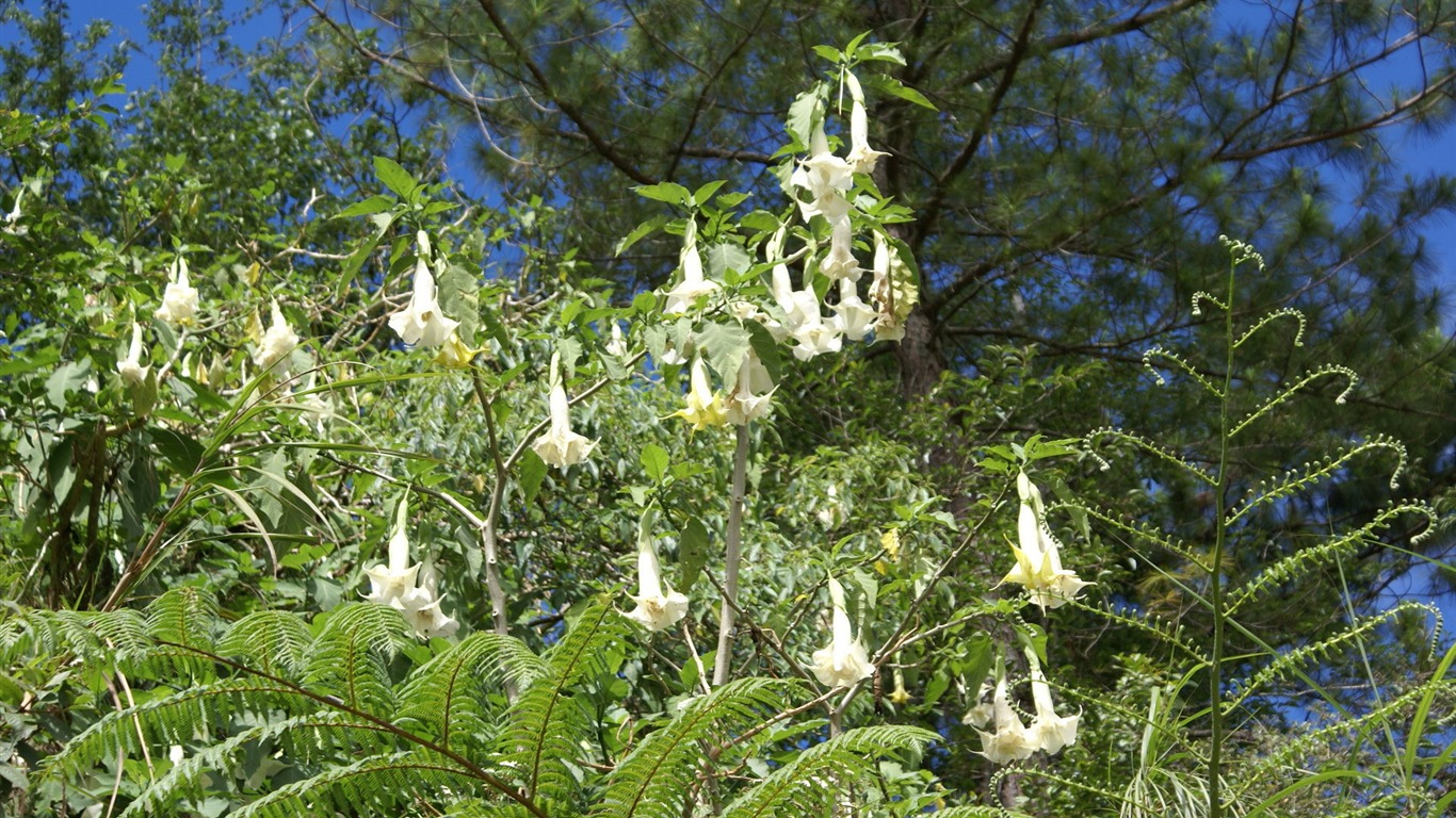 Widescreen wallpaper flowers close-up (26) #4 - 1366x768