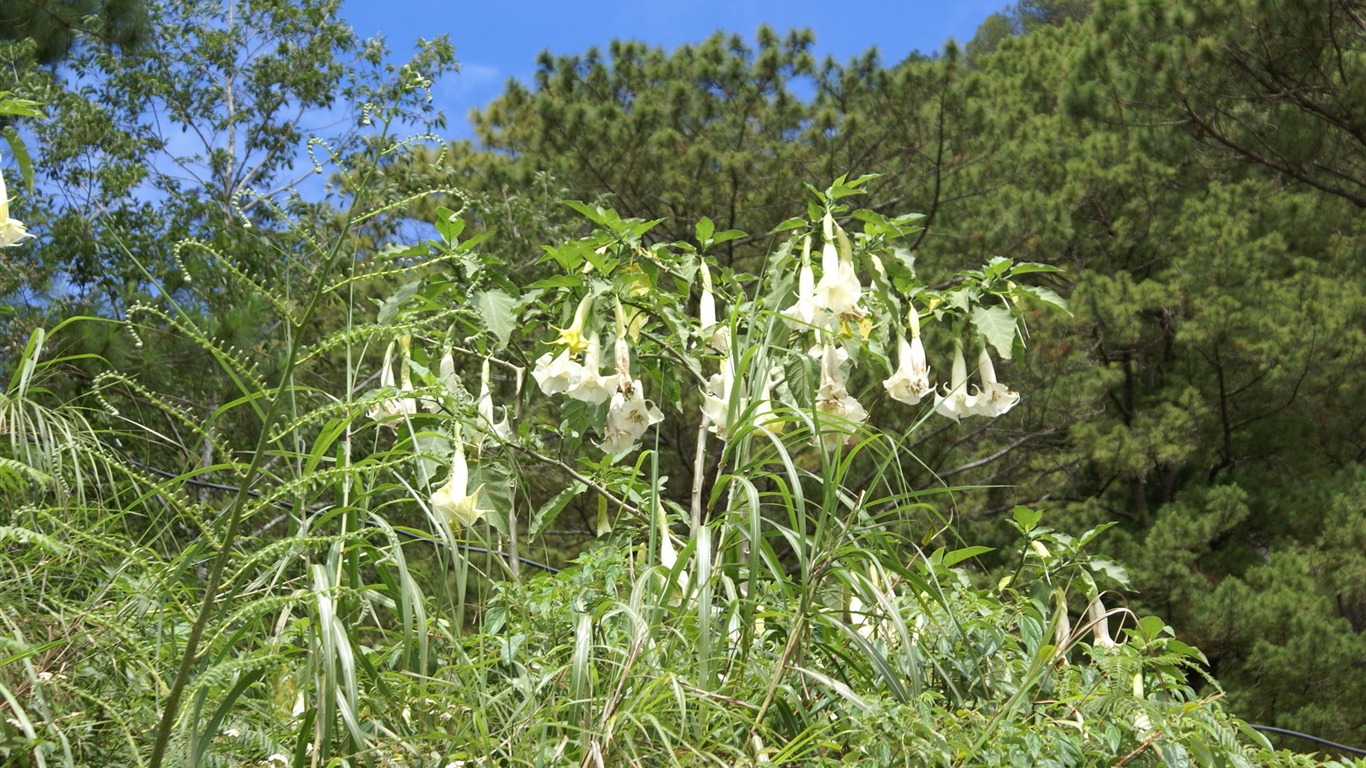 ワイドスクリーンの壁紙の花に近い(26)を開く #5 - 1366x768