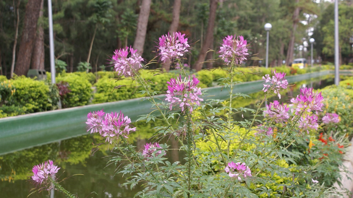 ワイドスクリーンの壁紙の花に近い(26)を開く #6 - 1366x768