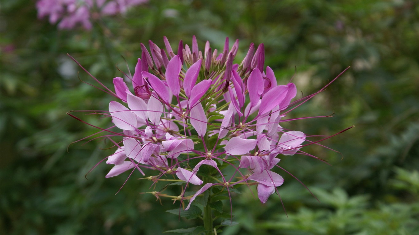 Widescreen wallpaper flowers close-up (26) #14 - 1366x768