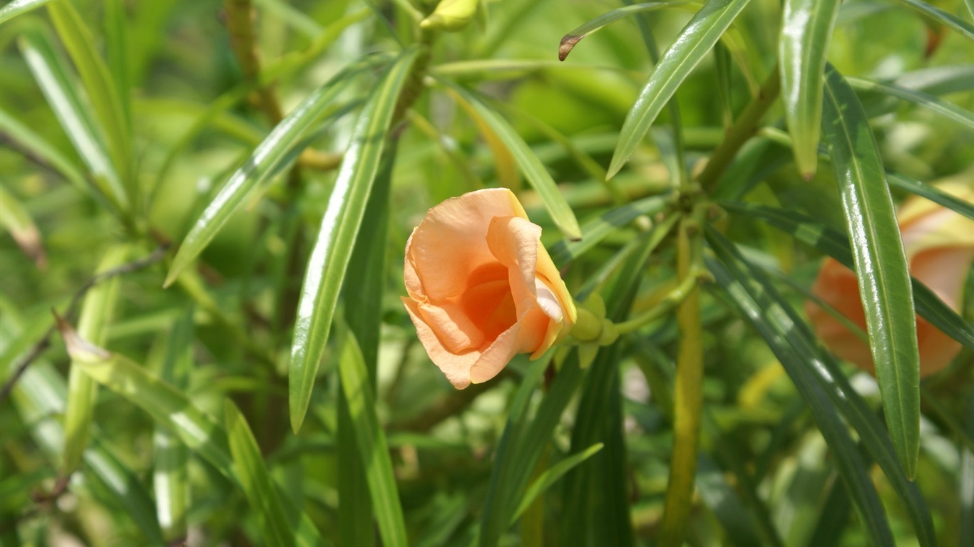 ワイドスクリーンの壁紙の花に近い(26)を開く #19 - 1366x768