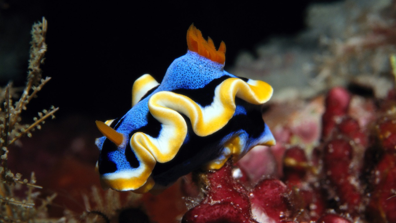 Fun Underwater World (5) #2 - 1366x768