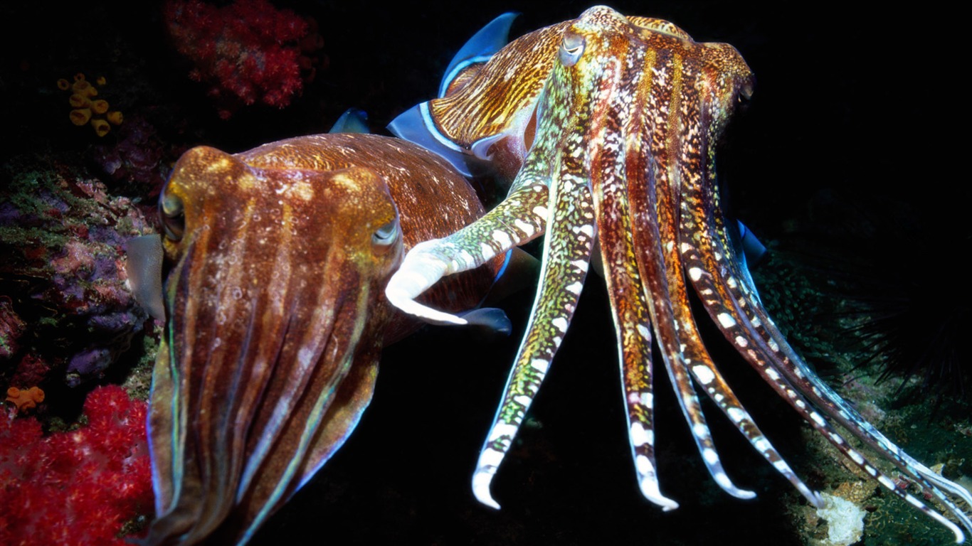 Zábava Underwater World (5) #6 - 1366x768
