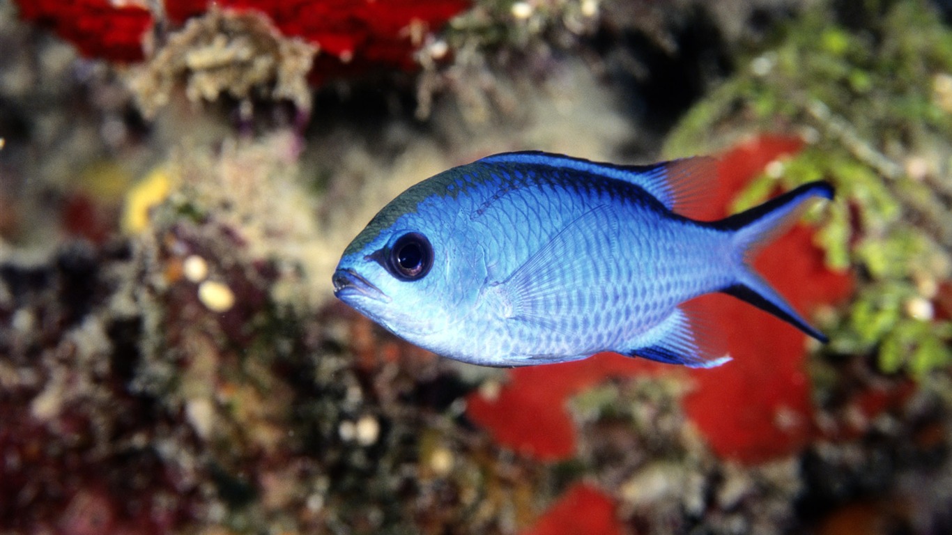 繽紛海底世界(五) #9 - 1366x768