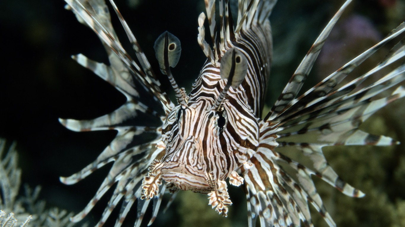 Zábava Underwater World (5) #10 - 1366x768