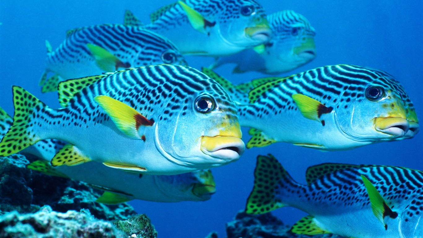 Fun Underwater World (5) #13 - 1366x768