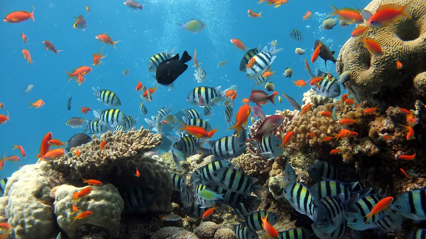 Zábava Underwater World (6) #3 - 1366x768