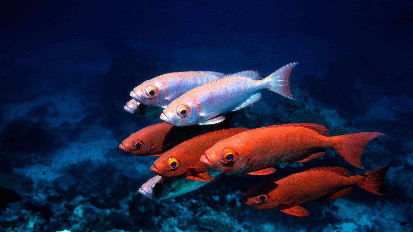 Fun Underwater World (6) #5 - 1366x768