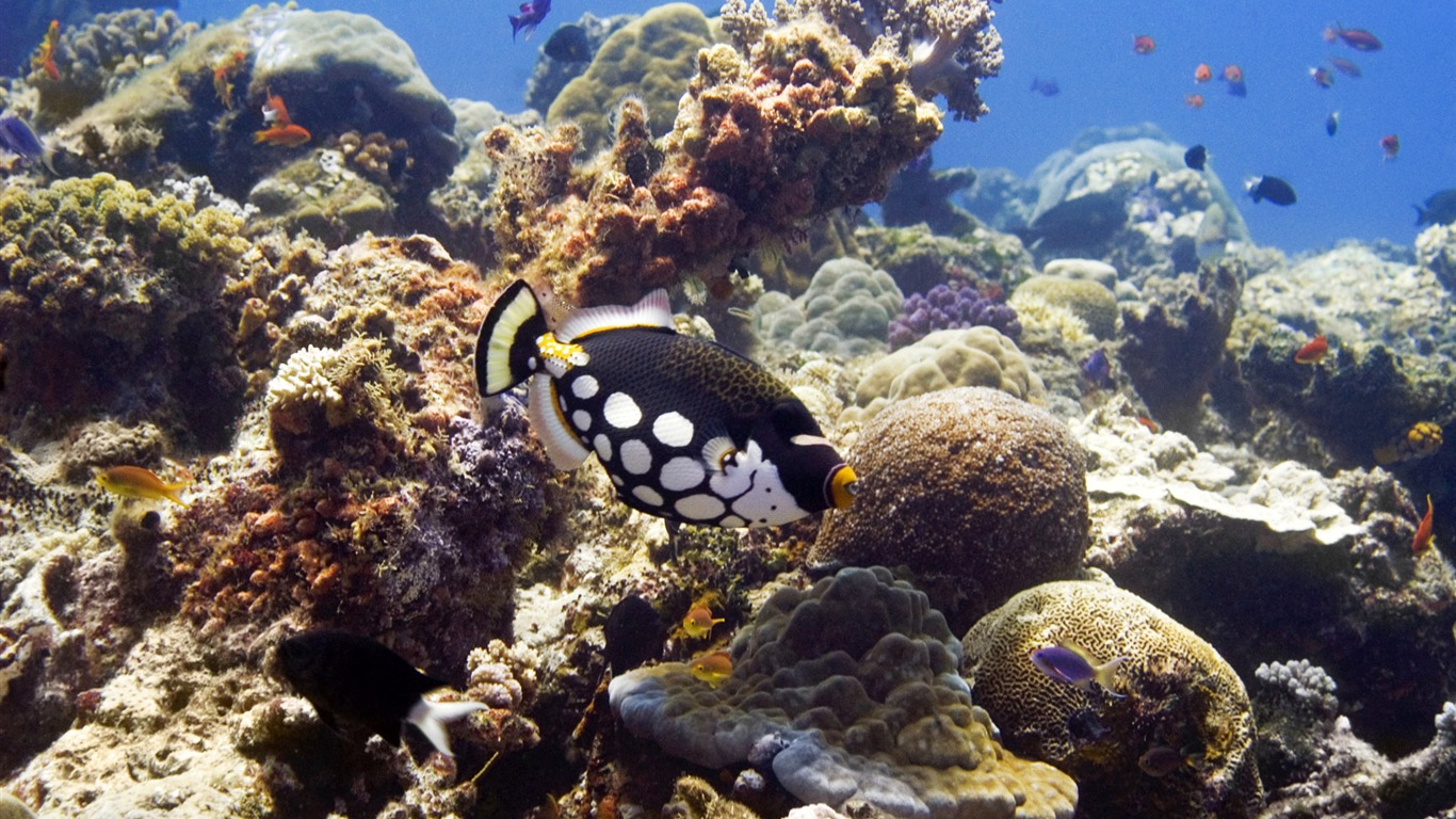 Zábava Underwater World (6) #7 - 1366x768