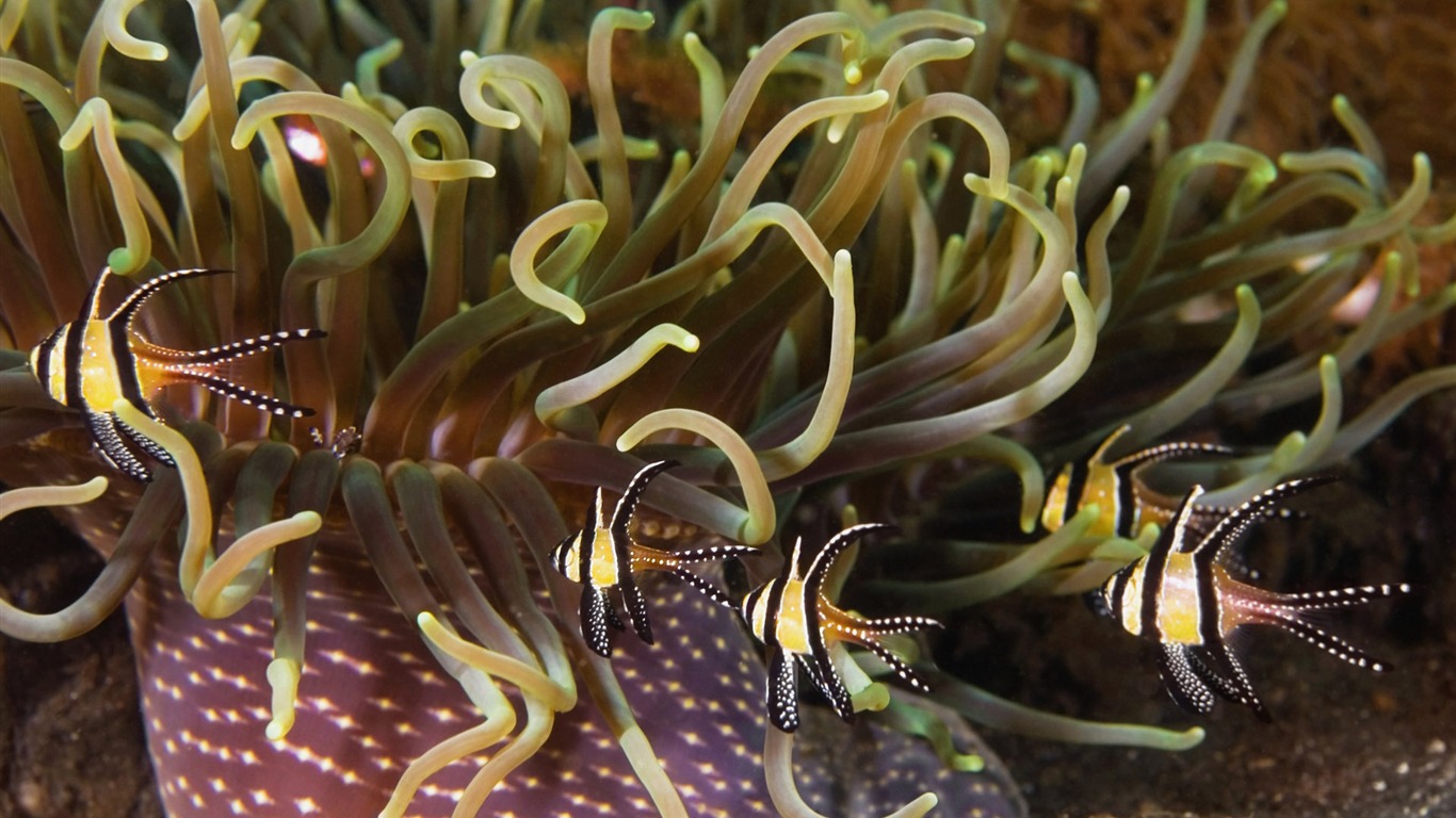 Zábava Underwater World (6) #12 - 1366x768