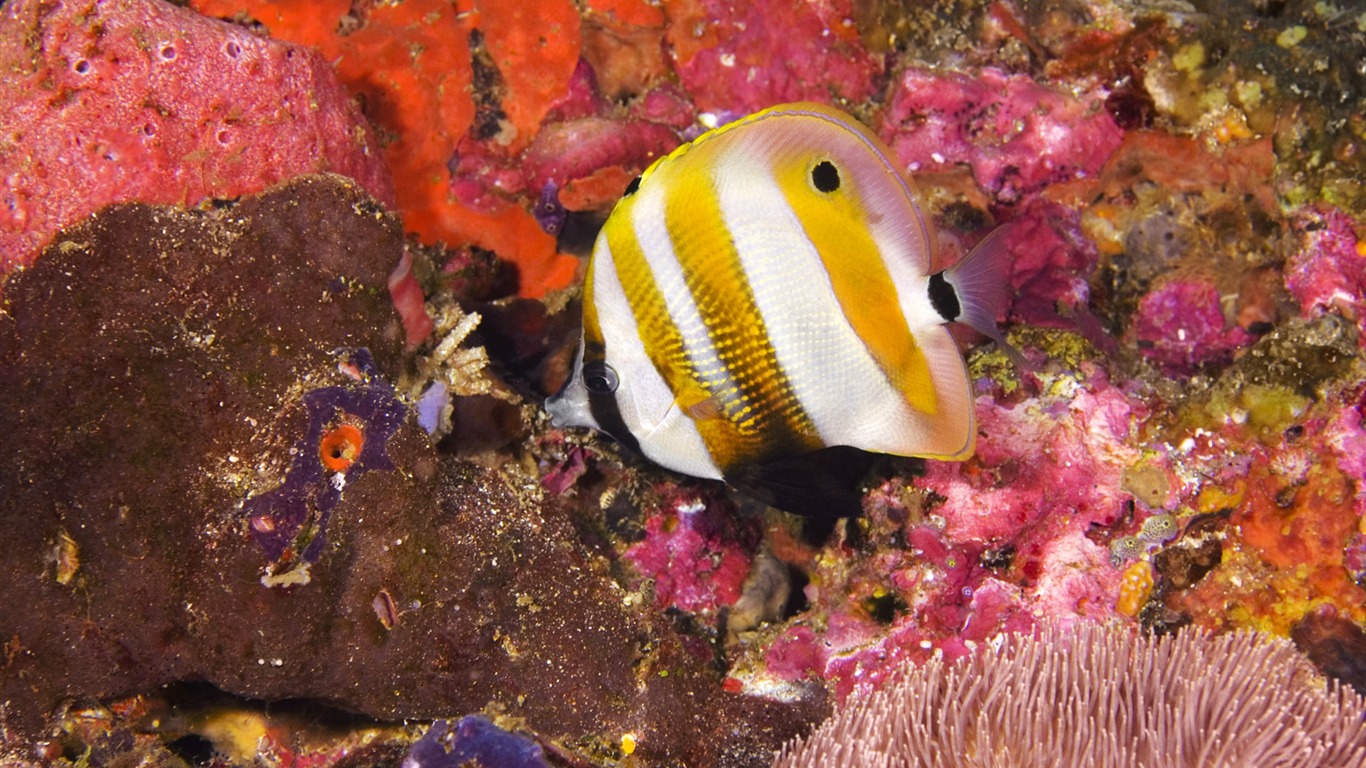 Zábava Underwater World (6) #14 - 1366x768