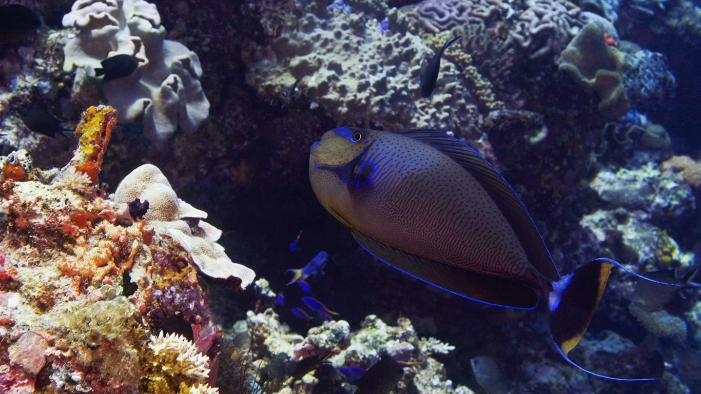 Zábava Underwater World (6) #16 - 1366x768