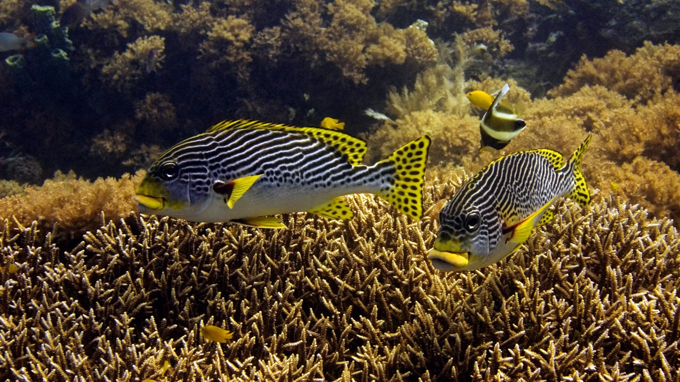 Fun Underwater World (6) #17 - 1366x768