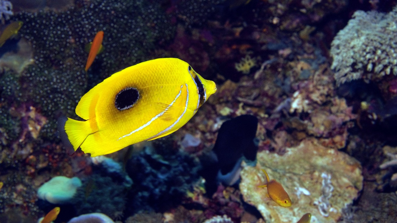 Zábava Underwater World (6) #19 - 1366x768