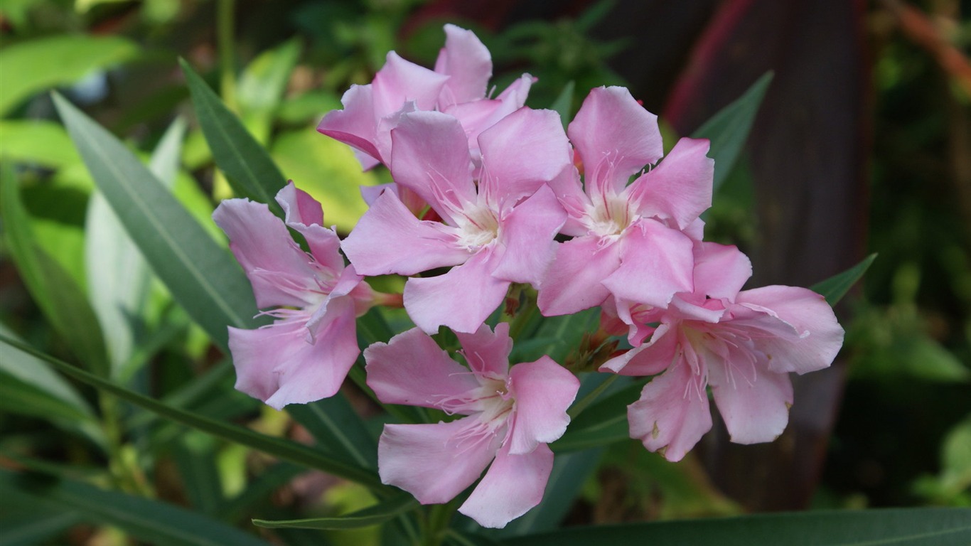 宽屏鲜花特写 壁纸(27)3 - 1366x768