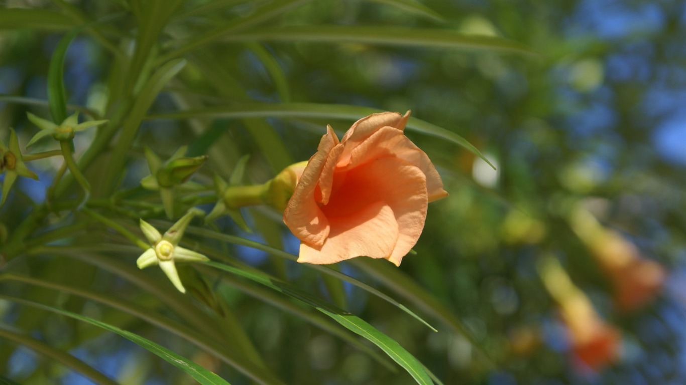 宽屏鲜花特写 壁纸(27)5 - 1366x768