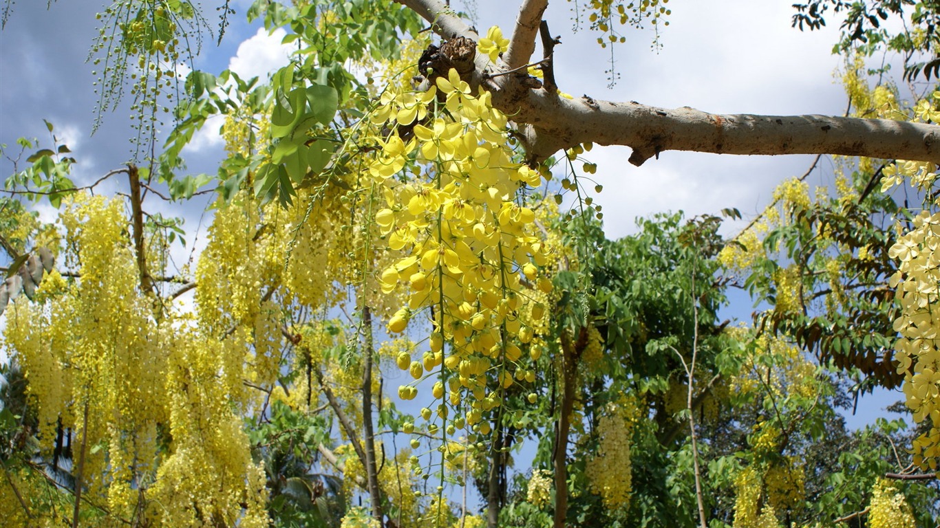 宽屏鲜花特写 壁纸(27)8 - 1366x768