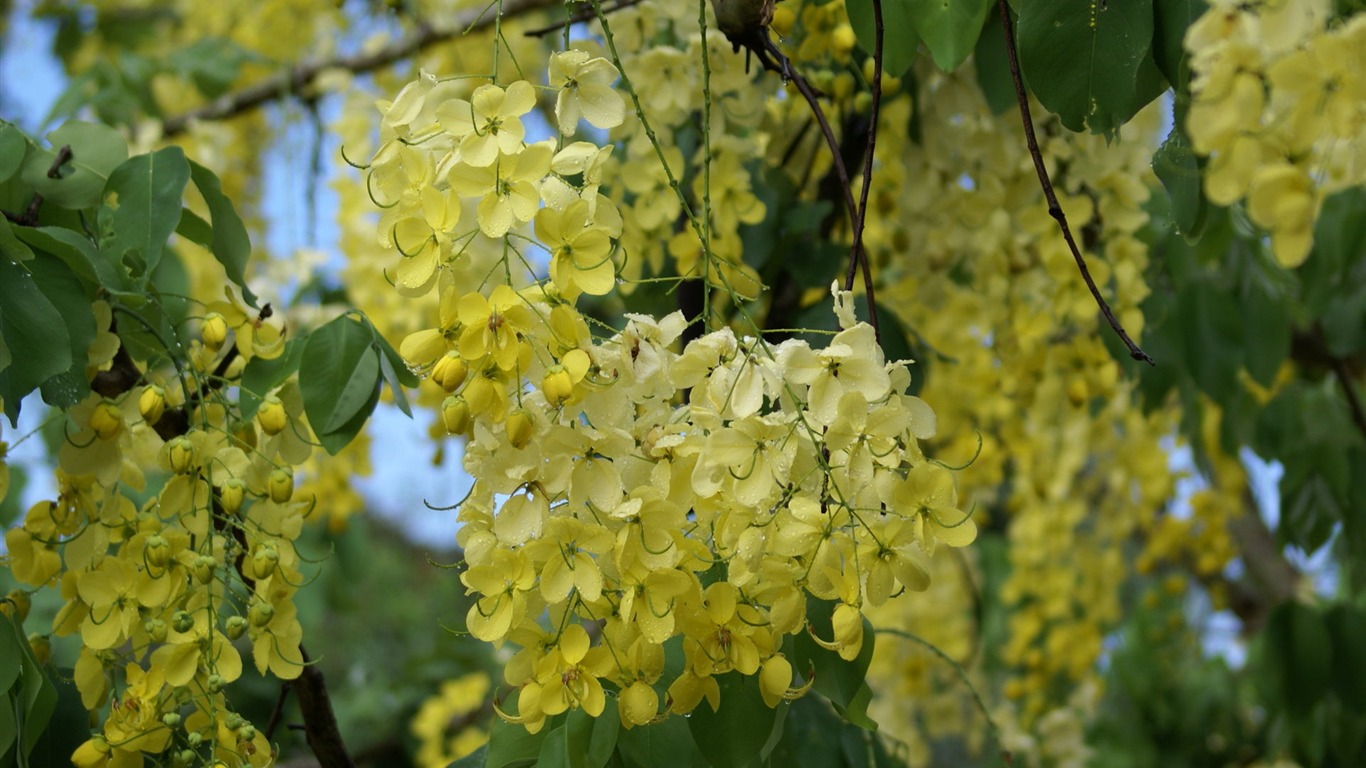 Widescreen wallpaper flowers close-up (27) #10 - 1366x768