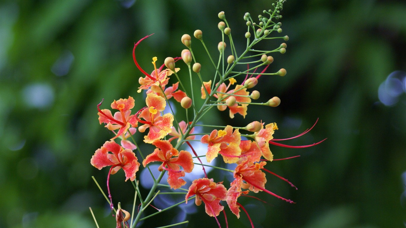 宽屏鲜花特写 壁纸(27)13 - 1366x768