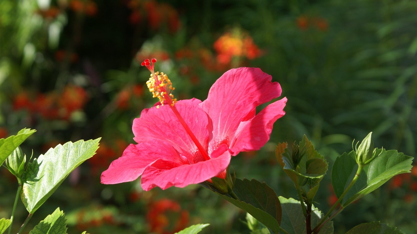 宽屏鲜花特写 壁纸(27)14 - 1366x768