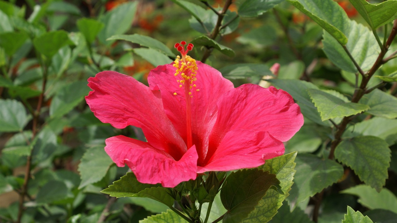 宽屏鲜花特写 壁纸(27)17 - 1366x768