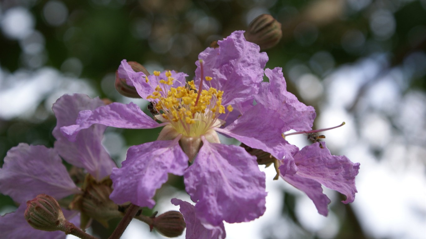 宽屏鲜花特写 壁纸(27)19 - 1366x768