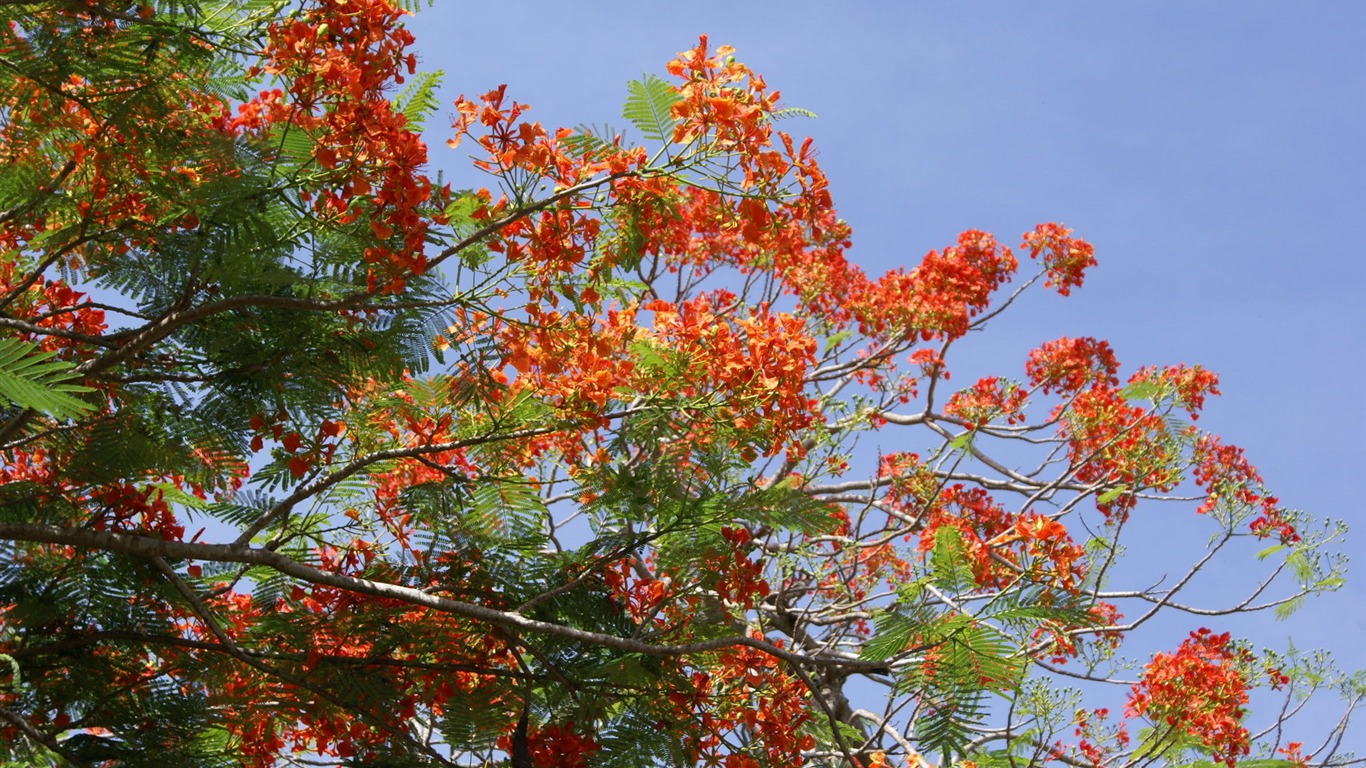 宽屏鲜花特写 壁纸(27)20 - 1366x768