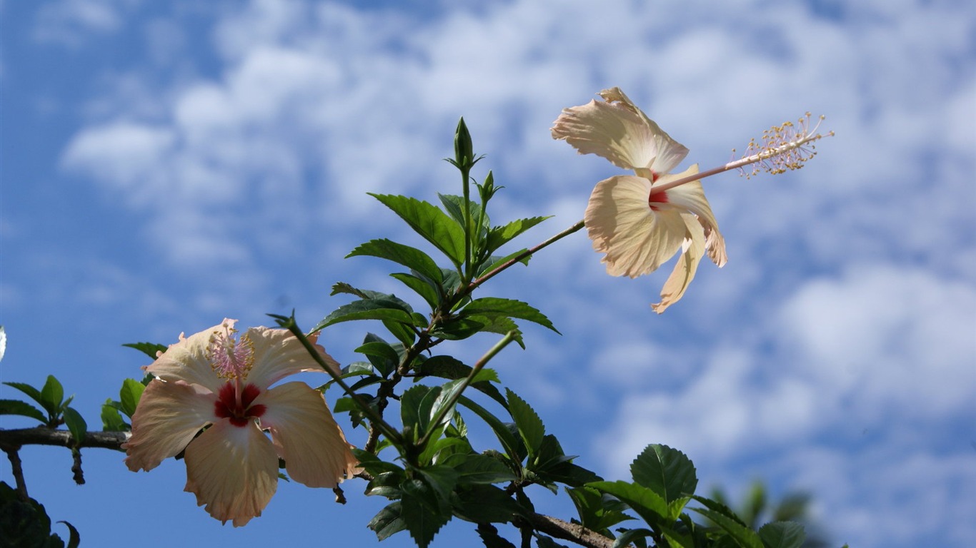 寬屏鮮花特寫 壁紙(28) #3 - 1366x768