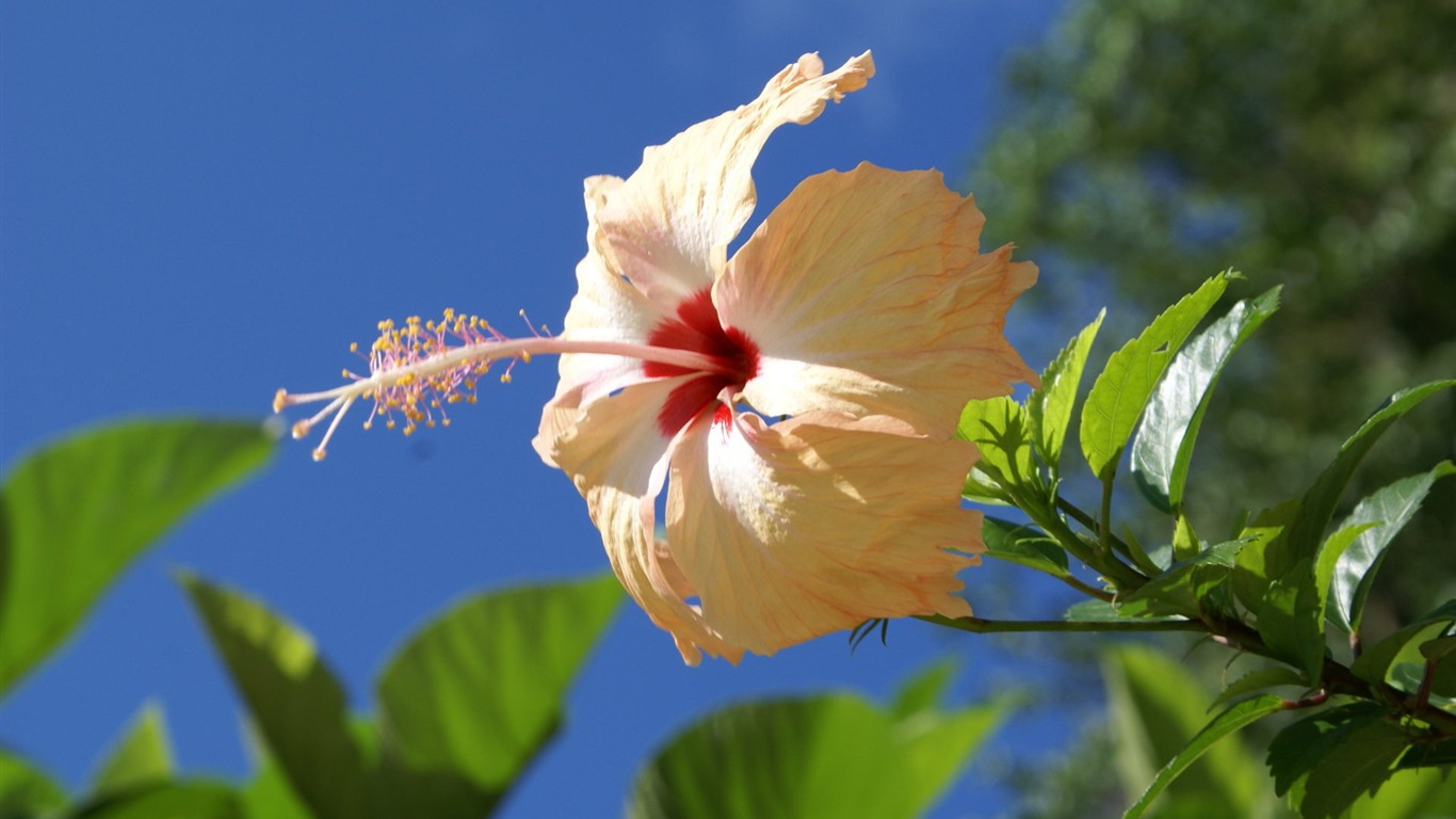 ワイドスクリーンの壁紙の花に近い(28)を開く #8 - 1366x768