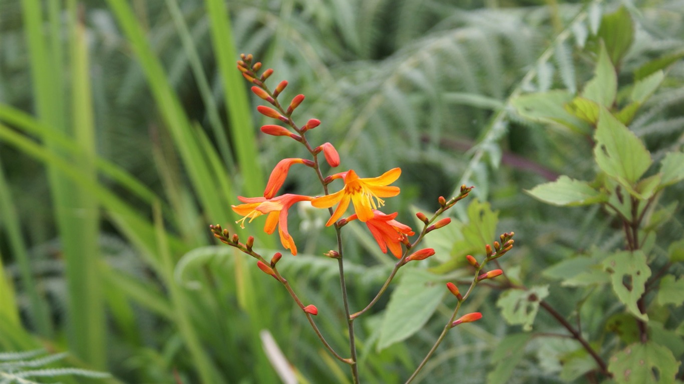 Widescreen wallpaper flowers close-up (28) #16 - 1366x768