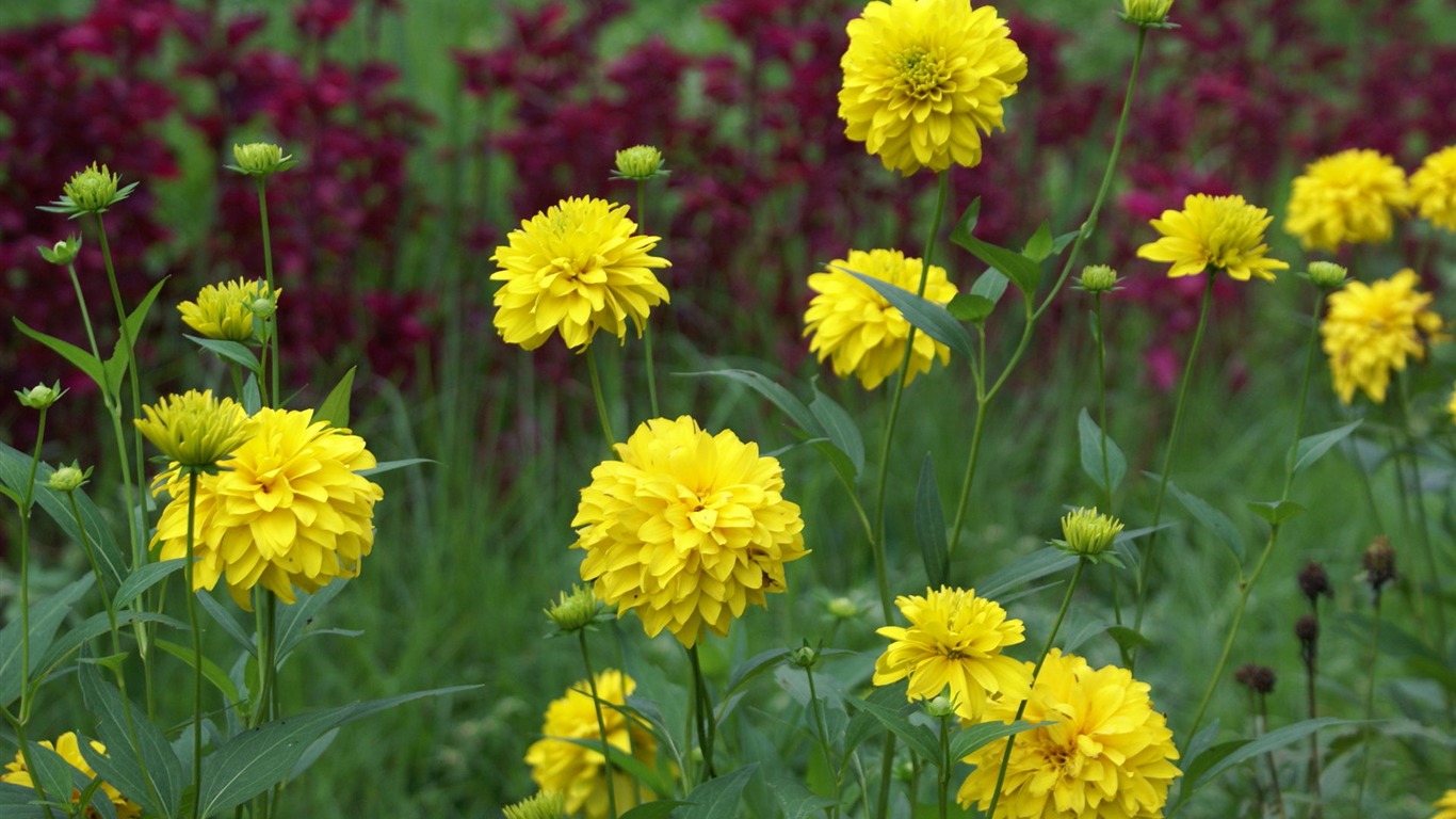 Widescreen wallpaper flowers close-up (29) #1 - 1366x768