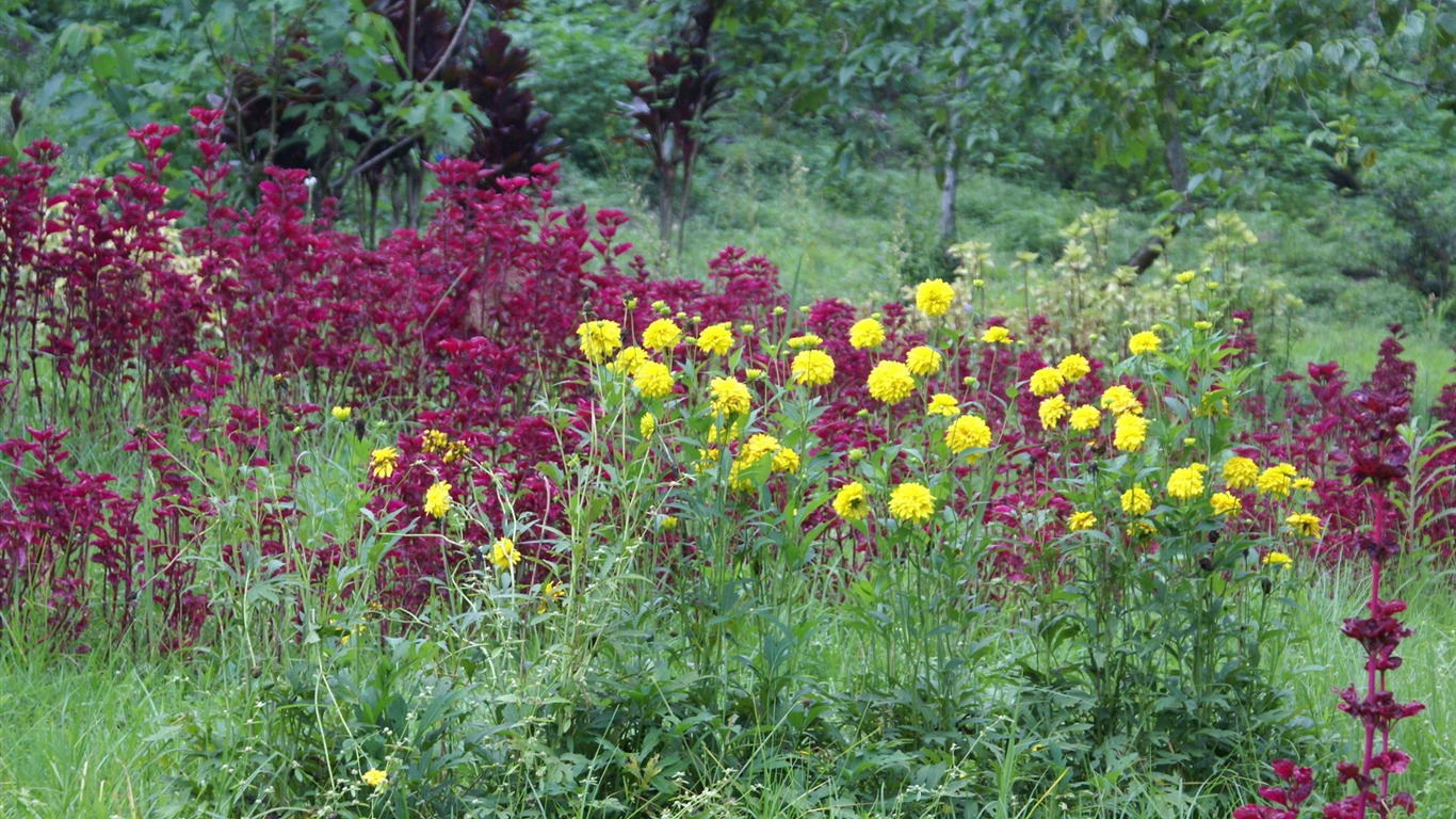 Widescreen wallpaper flowers close-up (29) #3 - 1366x768