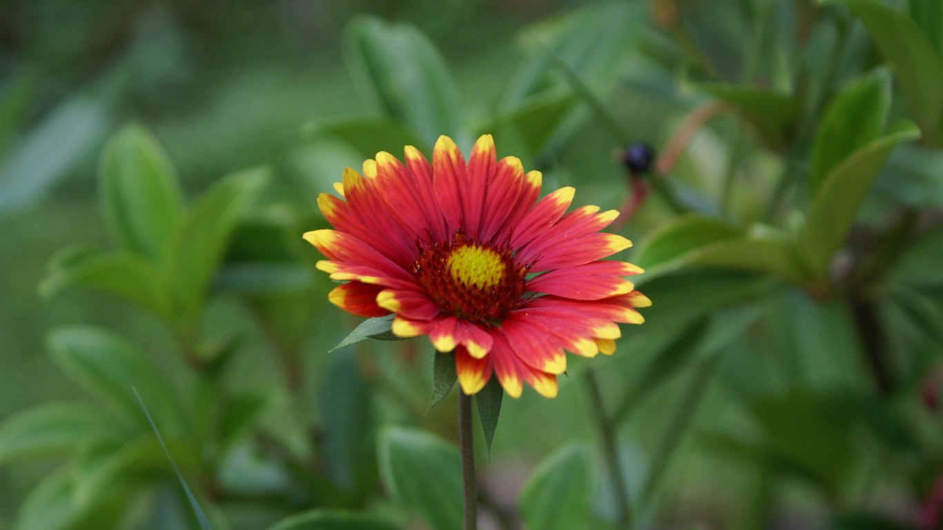 Widescreen wallpaper flowers close-up (29) #4 - 1366x768